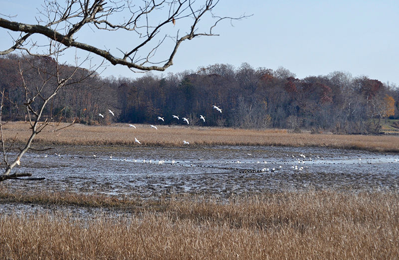 Waterfowl break winter silence at VA wildlife refuge